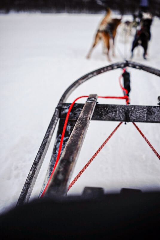 Hundeschlitten lenken in Tromsø | peaks-and-bites-de