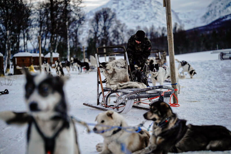 Hundeschlitten lenken in Tromsø | peaks-and-bites-de