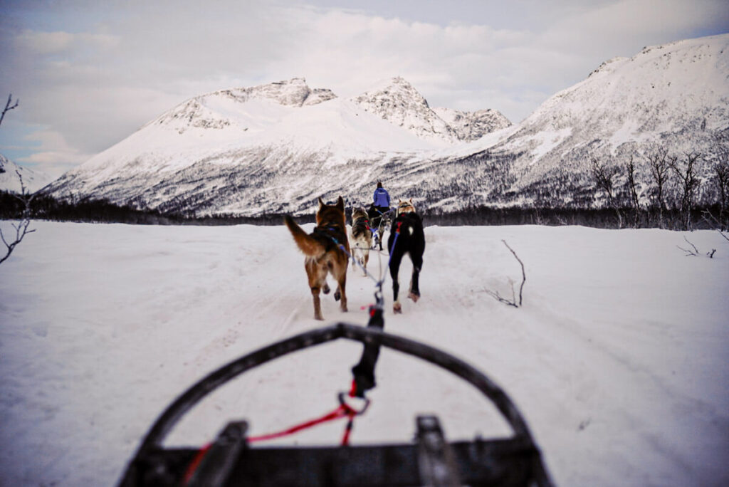 Huskytour in Tromsø | peaks-and-bites-de