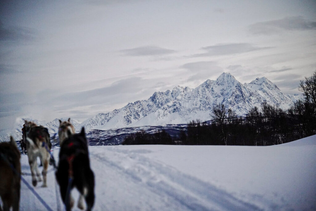 Huskytour in Tromsø | peaks-and-bites-de