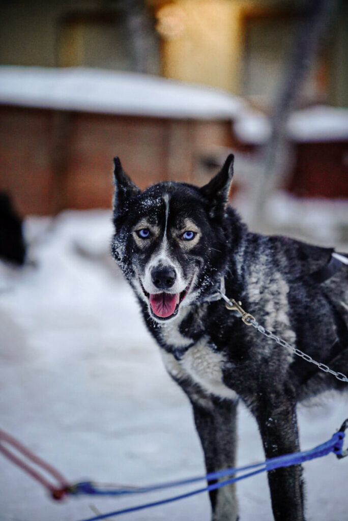 Huskytour in Tromsø | peaks-and-bites-de