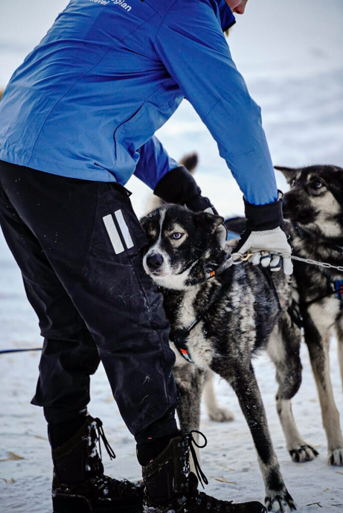 Huskytour in Tromsø | peaks-and-bites-de